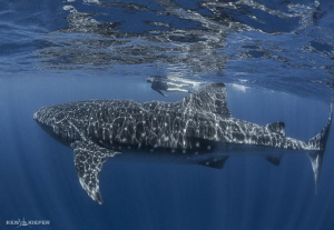 My wife swims next to a Whale Shark in Isla Mujeres.  Thi... by Ken Kiefer 